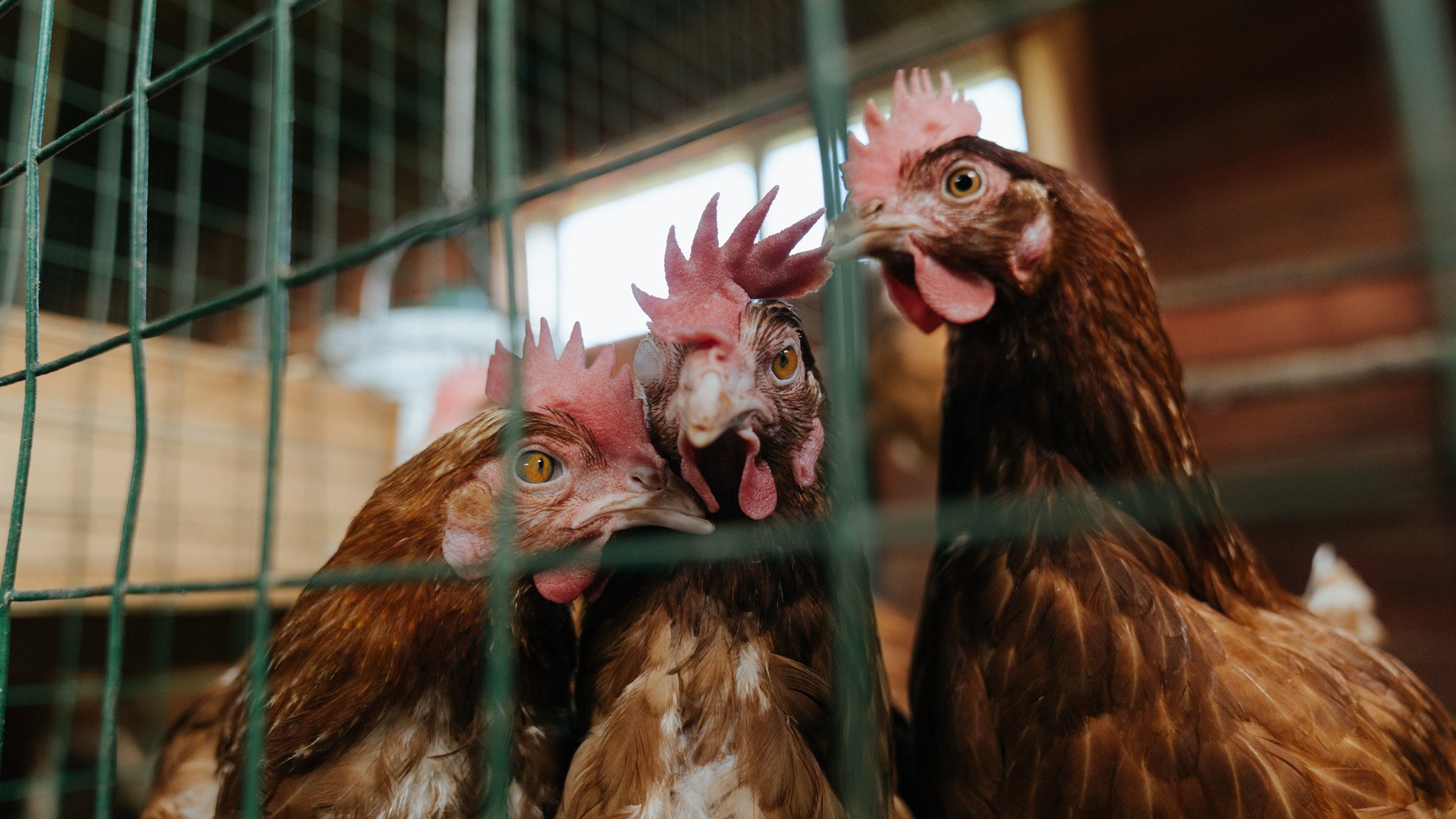 “未来领袖”青少年篮球培训课程在上海被广泛认可，培养未来骨干