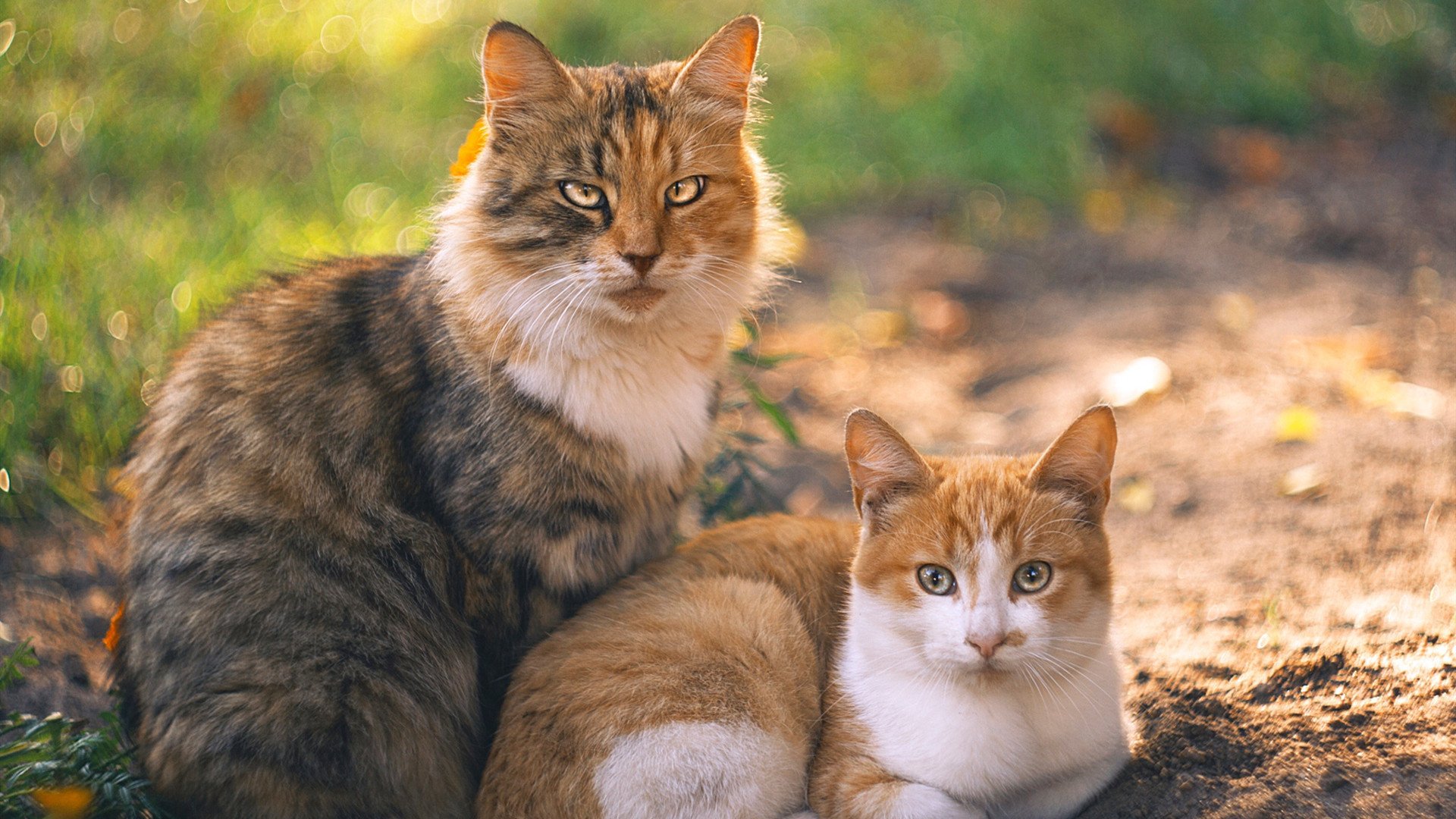 令人难忘的欧冠“复仇战”,球队如何重返荣耀?,欧冠决赛复盘