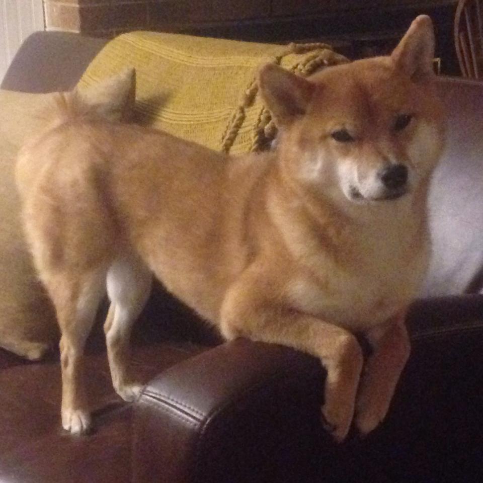 卢卡库在欧洲杯预选赛中打入四球,助比利时大胜阿塞拜疆。,卢卡库在意甲进球明细