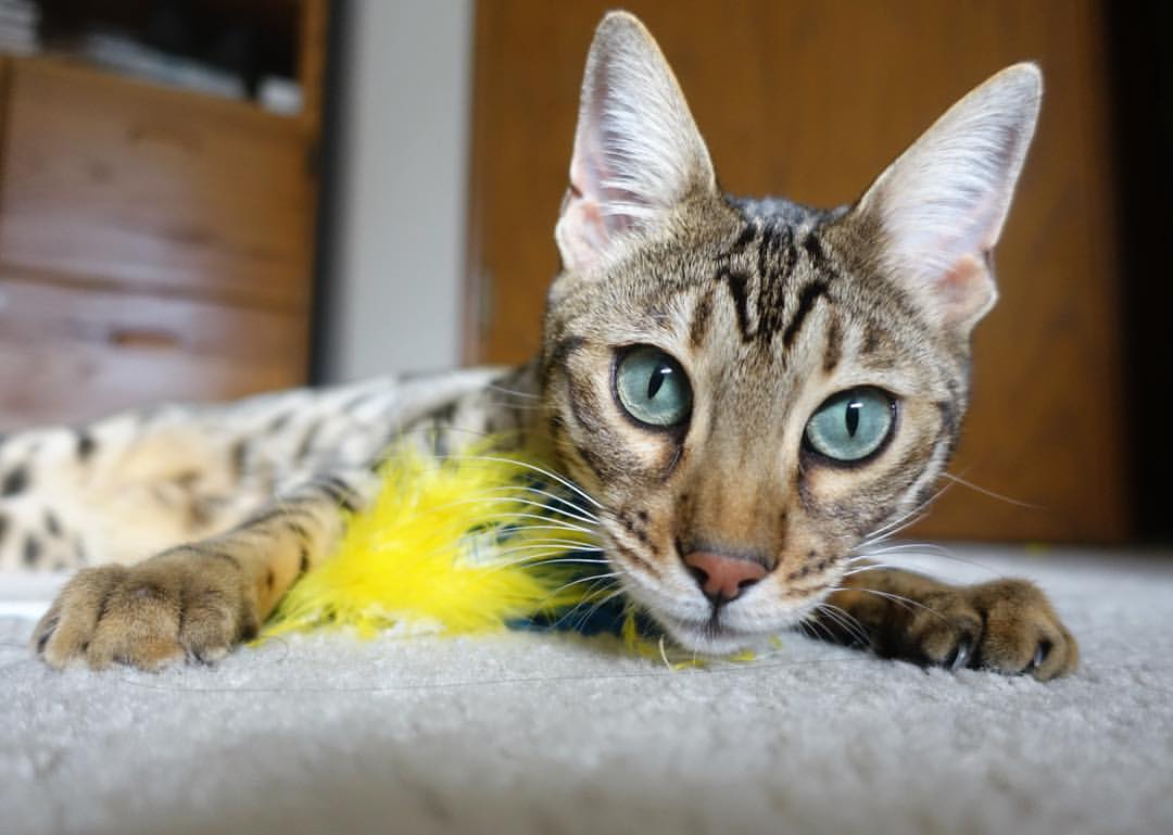 半场精彩:比分54-51,北京队略占优势!,北京单场全场比分