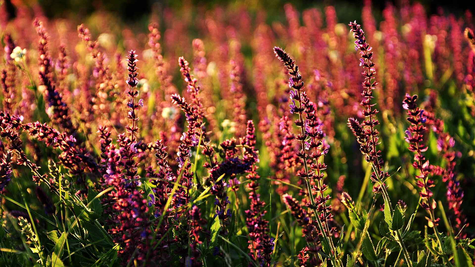 开云官方网页登录-北京国安客场表现稳健，积分稳步攀升，北京国安客场队服