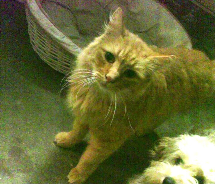 kaiyun登录入口-日本足球展现东方魅力！，日本足球氛围