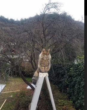 开云·Kaiyun网页版-维克托·文班亚马成为NBA品牌代言人