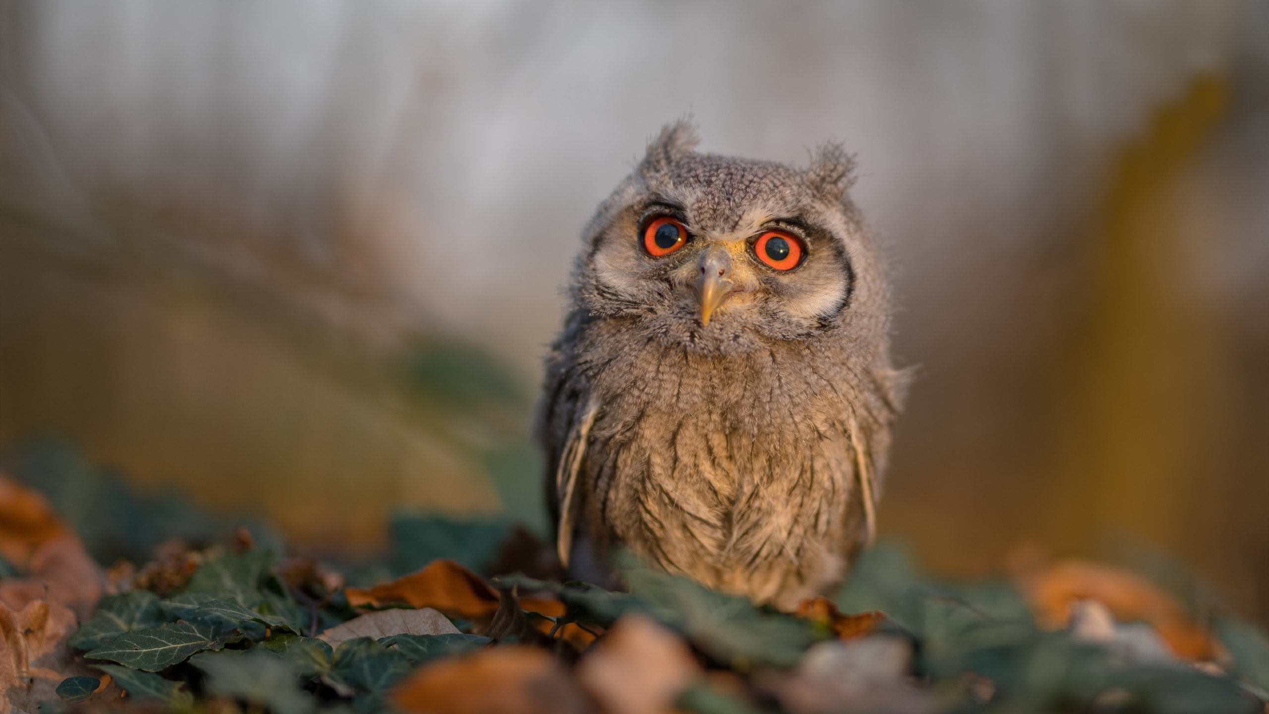 NBA全明星赛前瞻：东西部队伍实力对比，nba全明星东西部怎么分