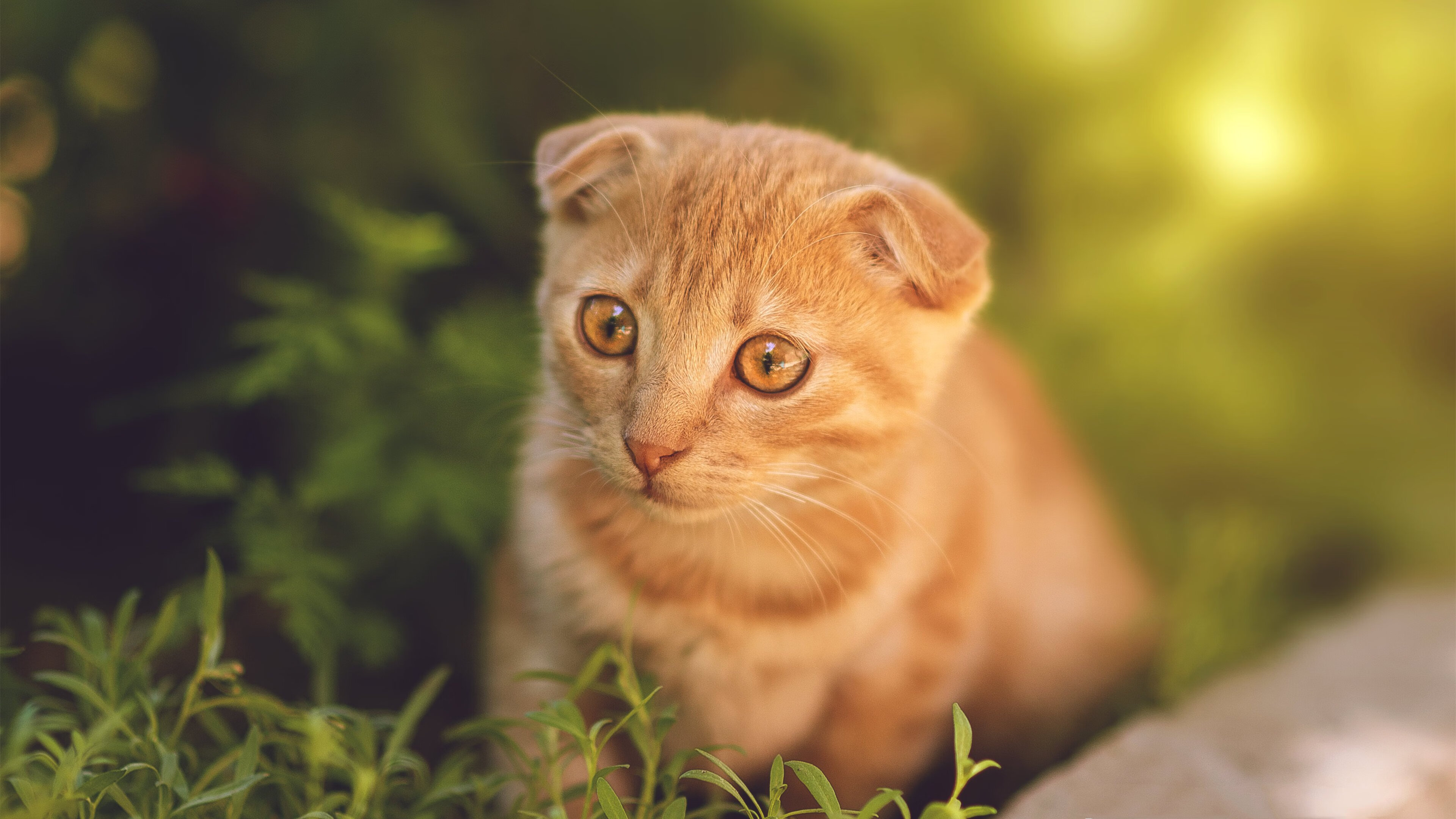 LPL赛事奖金刷新纪录,lpl比赛奖金