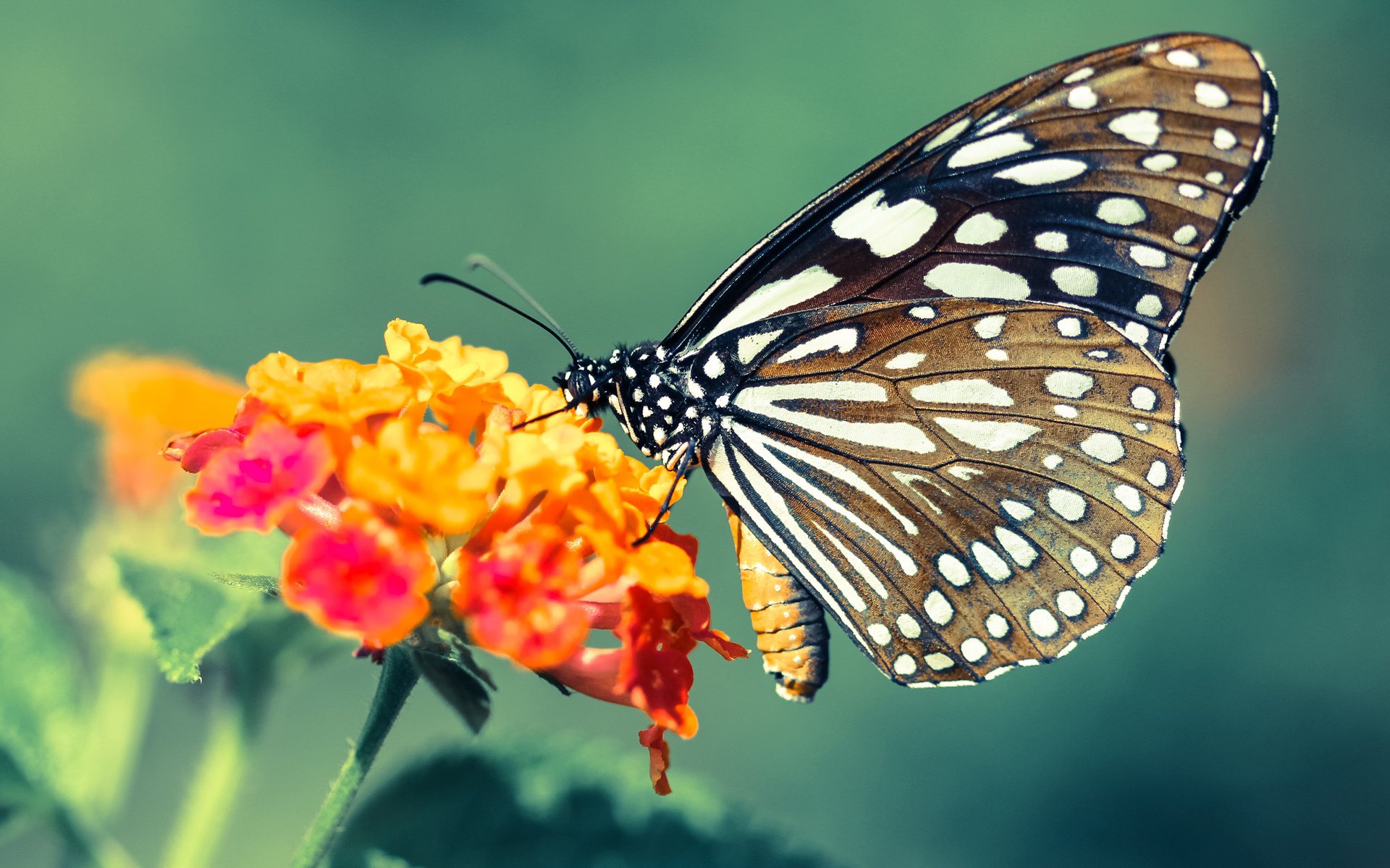 亚特兰大客场取胜,继续冲击欧战席位,亚特兰大居然进欧冠