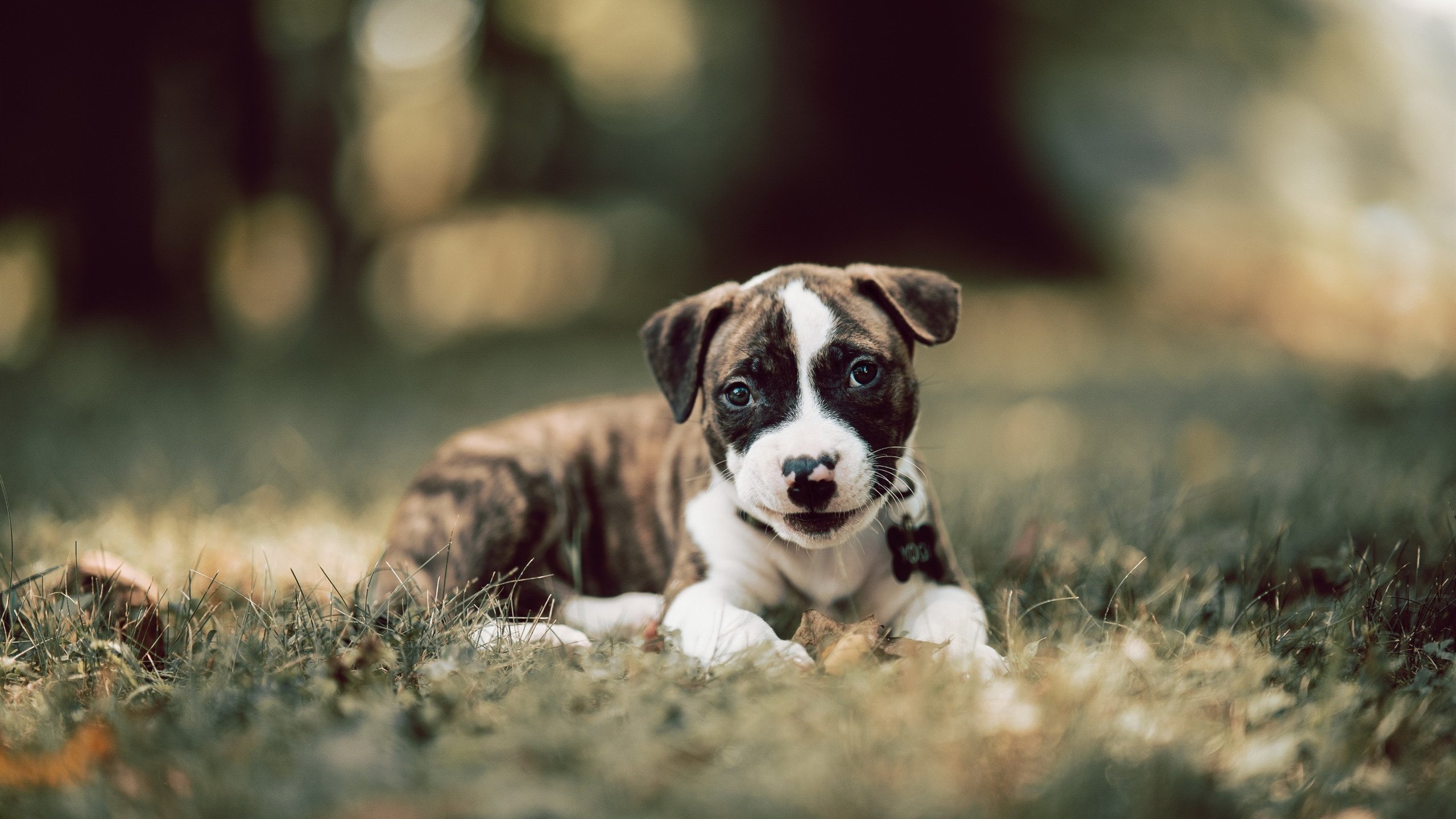 公牛队雄心勃勃，计划夺得季后赛名额，公牛队新赛季阵容