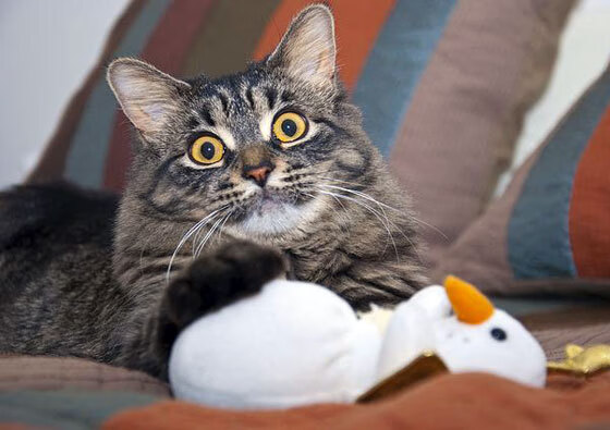 开云体育-天津飞船击败内蒙古猎手队，取得胜利，天津飞船击败内蒙古猎手队,取得胜利是哪一年