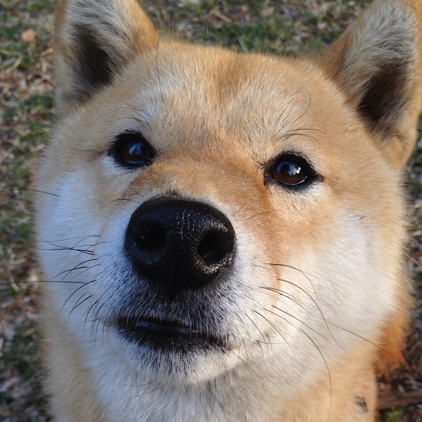 Kaiyun APP-太阳队外线投篮命中率提升，太阳队内线