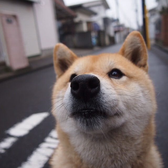 巴黎圣日耳曼欧冠战绩亮眼,欧冠巴黎圣日耳曼首发阵容