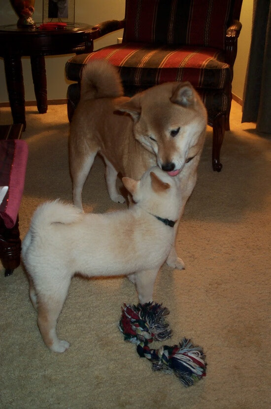 布莱顿客场逼平水晶宫,英超保级形势稍显缓和,布莱顿对水晶宫比分结果