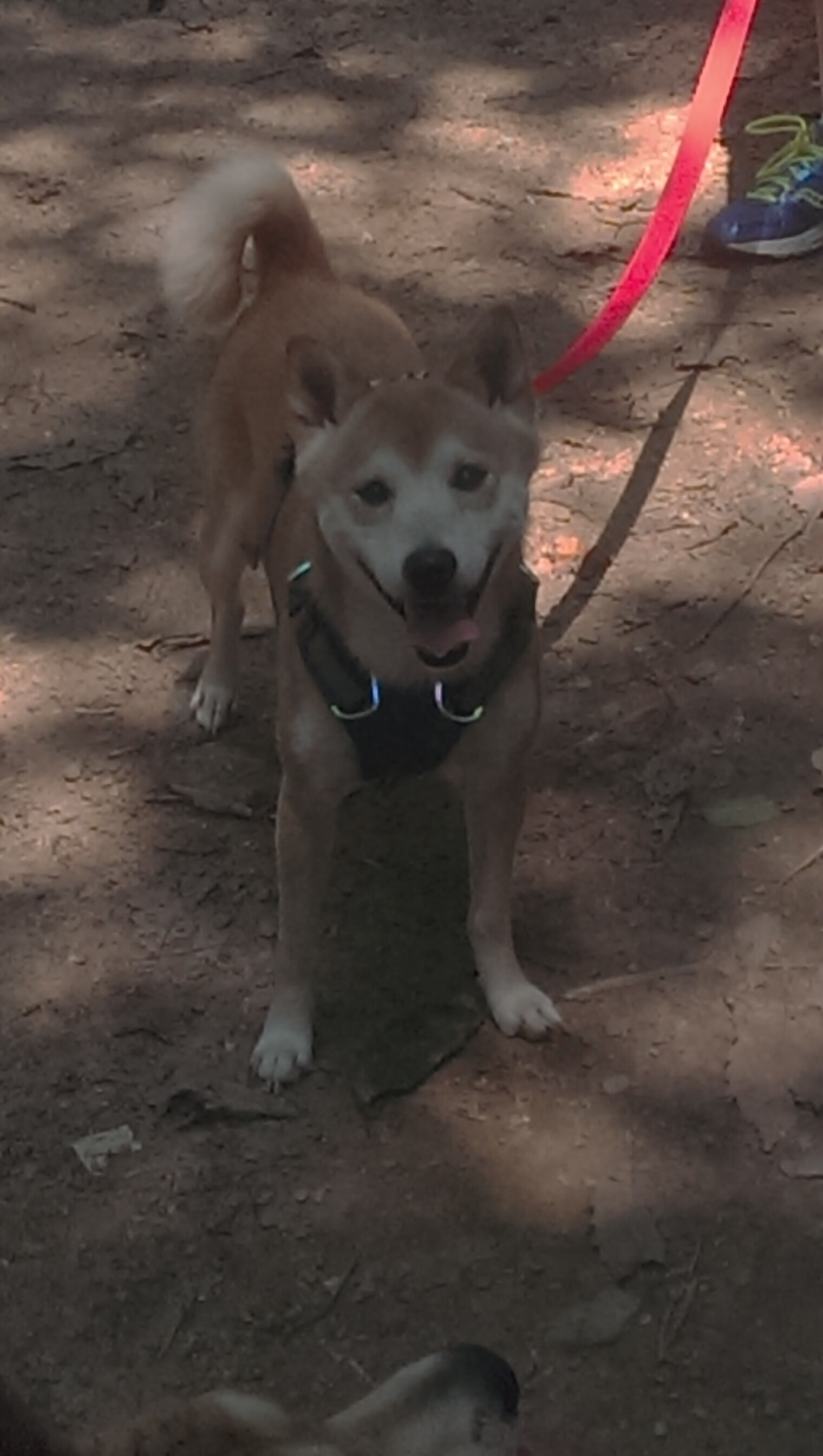 巴黎圣日耳曼势如破竹，冠军呼之欲出，巴黎圣日耳曼首发11人