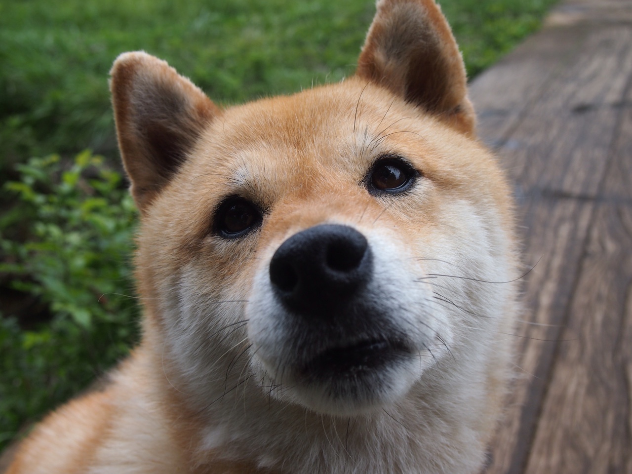 开云官网APP下载-摩纳哥客场击败里尔，继续保持不败，摩纳哥vs里昂比分推荐