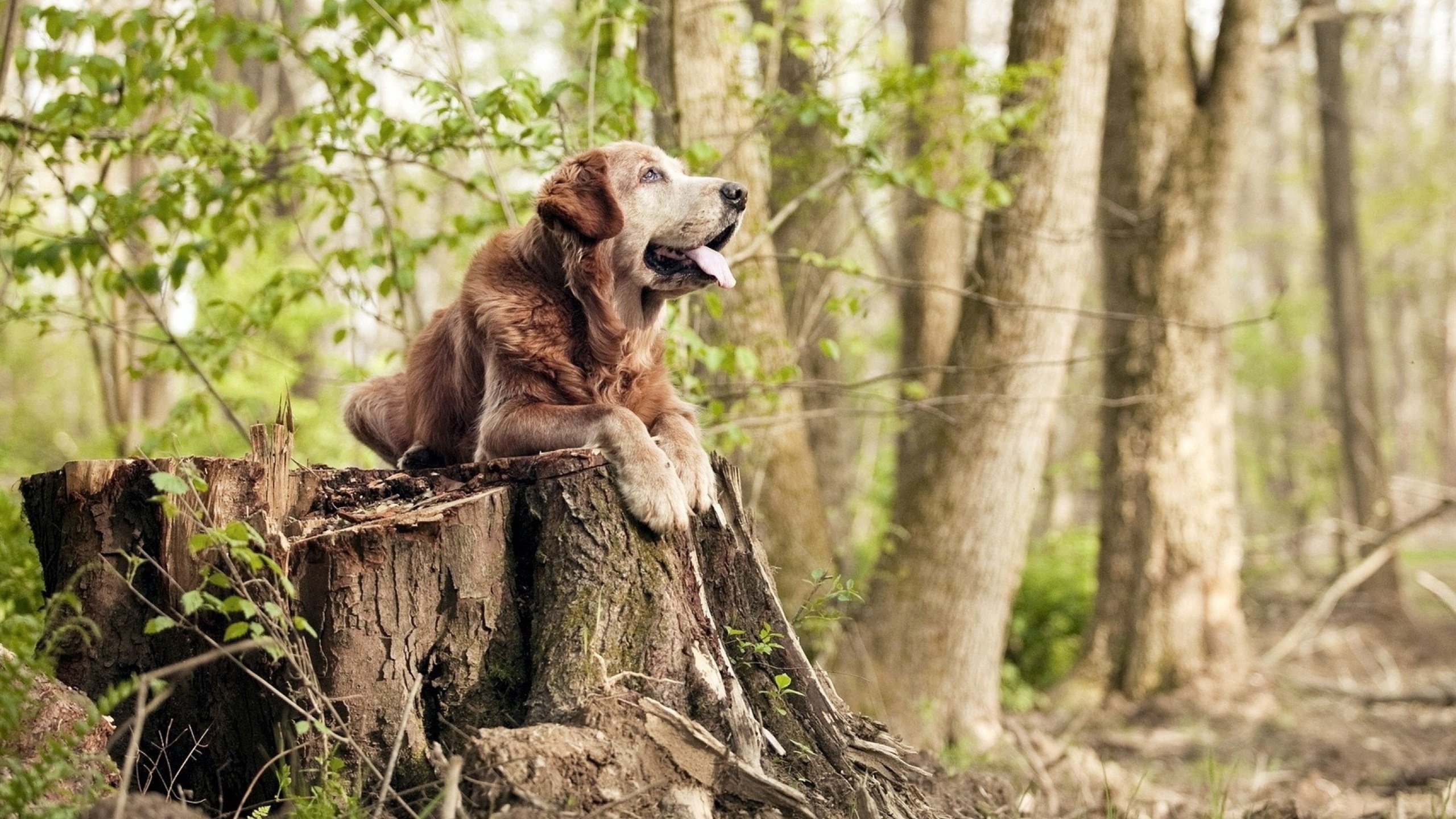 柏林赫塔队目前积分榜排名不断攀升,柏林赫塔比赛
