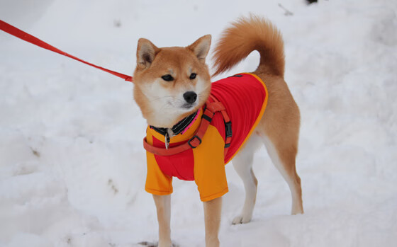 球队主场搬迁是否应经过球员投票，球队主场是自己造的意思吗