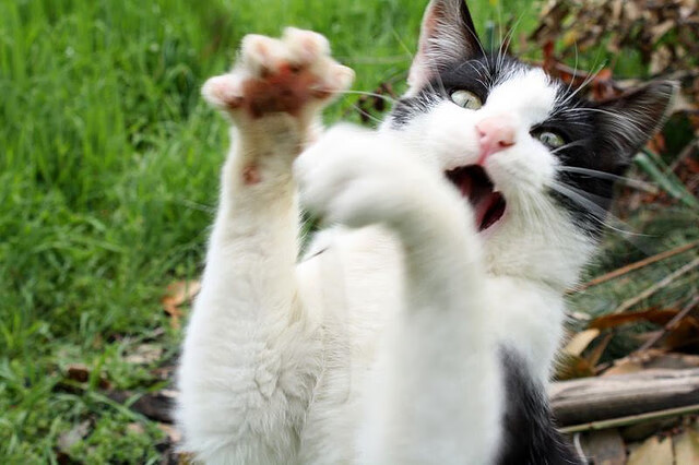 开云·体育官网APP下载-美洲队主帅谈战术调整，力求突破，美洲足球队