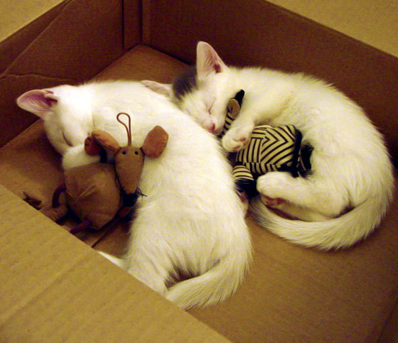 联盟是否应为球员提供家庭法律服务援助，联盟是否应为球员提供家庭法律服务援助申请