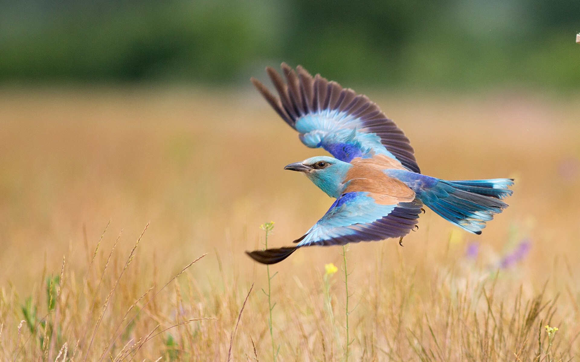 雷霆翻盘快船，亚历山大突破乔治完成空中对抗得分，亚历山大乔治黑奴