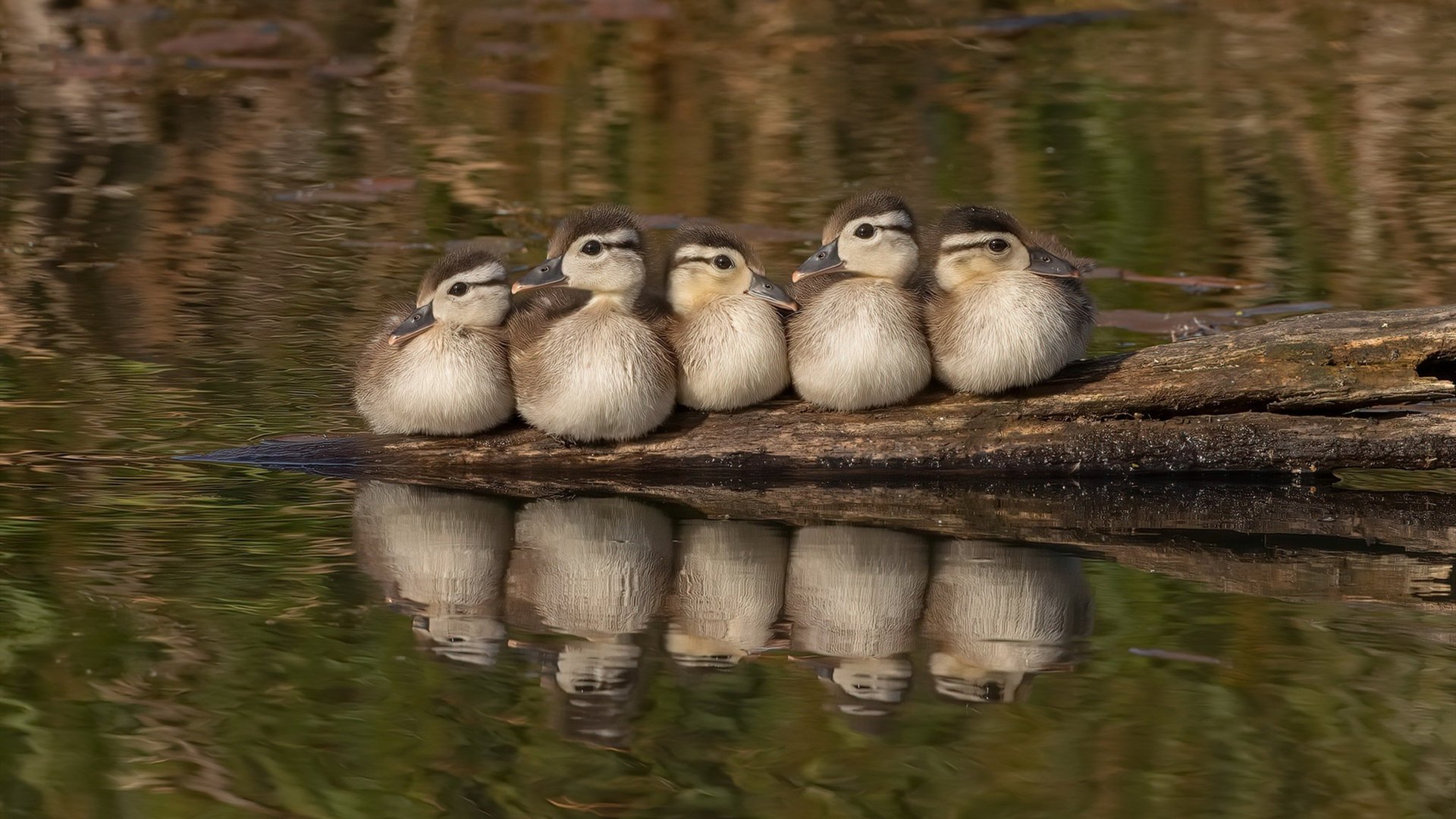 NBA联盟裁判判罚标准化及技术培训,nba裁判介绍