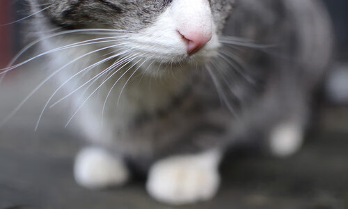 开云官网APP下载-俱乐部青训投入为什么与回报不匹配，俱乐部青训队是什么