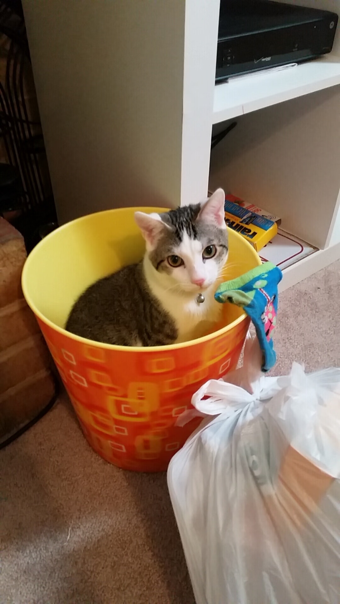 国家乒乓球队海外拉练成果显著,乒乓球海外华人