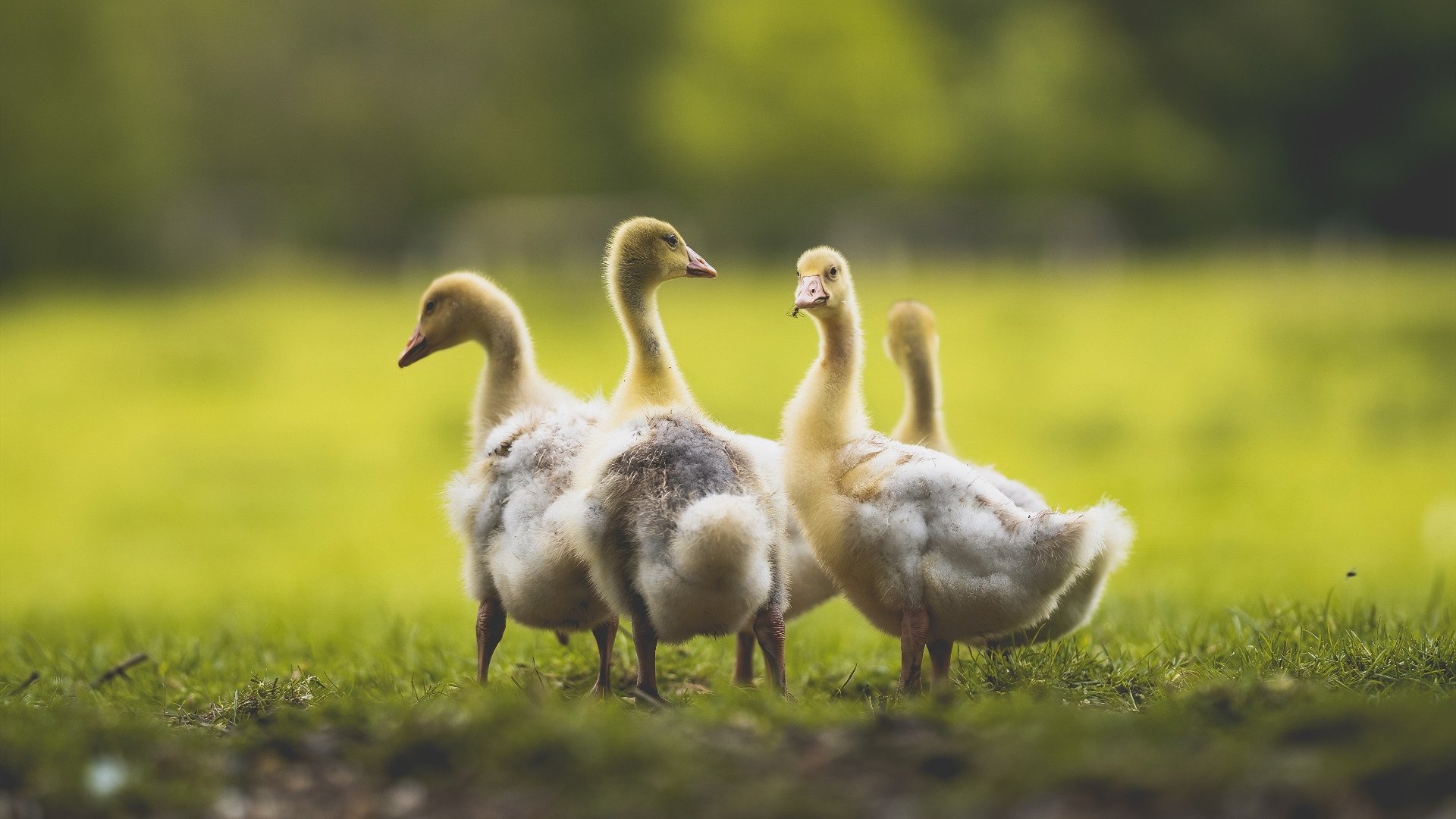 乌拉圭女篮在南美锦标赛中表现领先,迈向巅峰之路,乌拉圭篮球联赛2021