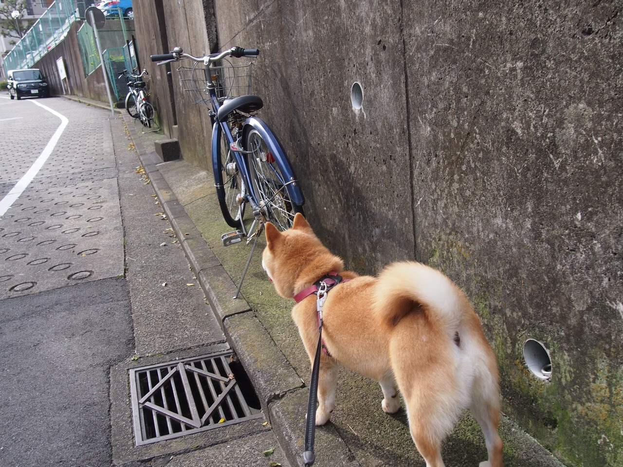 伊朗男篮在亚洲预赛中坚持追梦,争夺奥运门票,伊朗队男篮