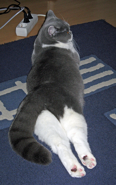 核心球员心理素质稳定，比赛经验沉淀显著，足球核心球员重要性