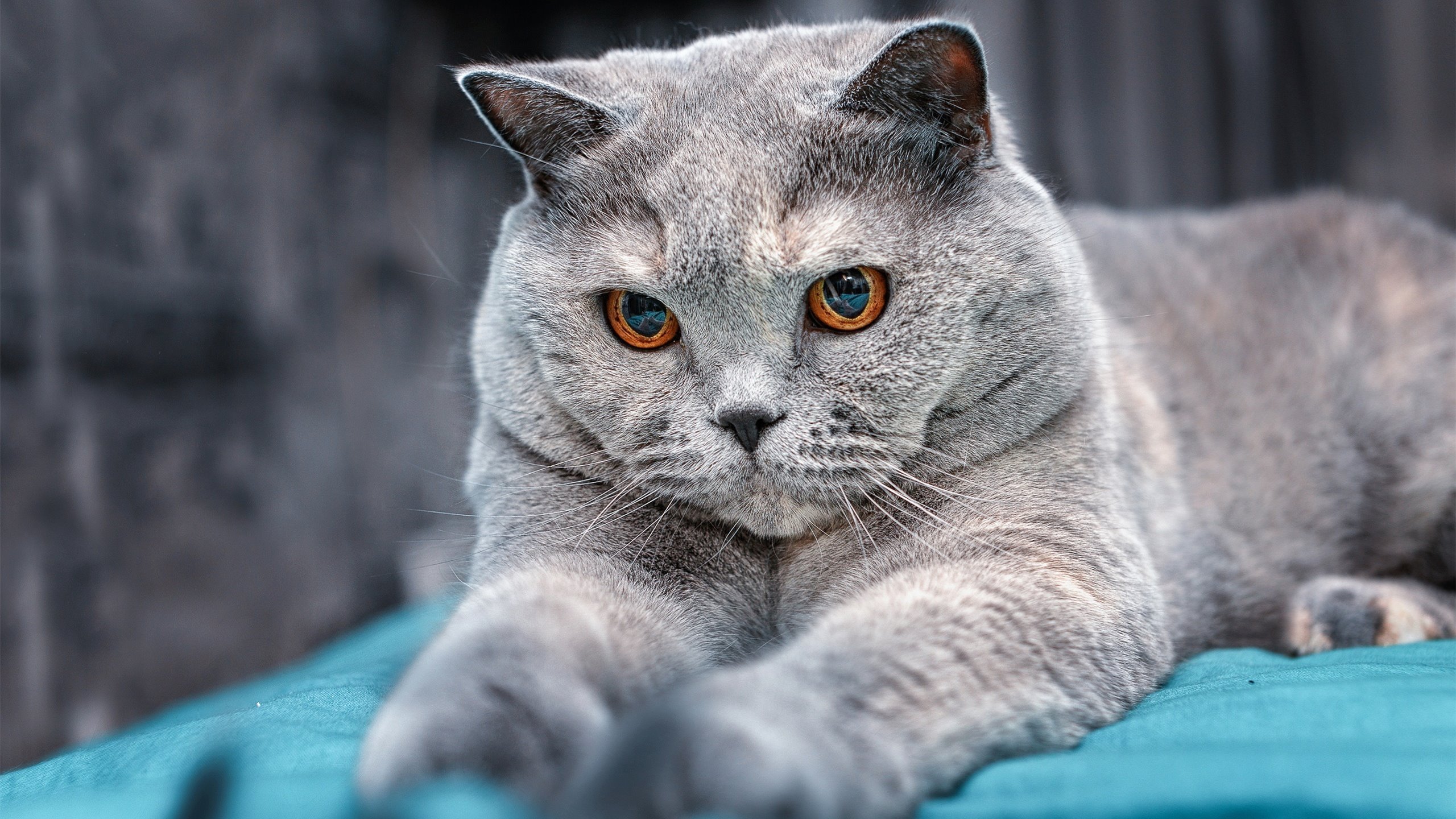 kaiyun中国官方网站-西甲精彩瞬间：突破防线、精彩得分！，西甲进球视频